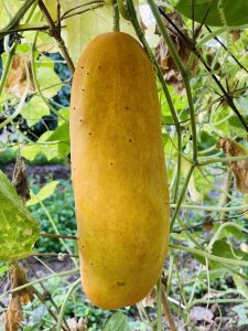 A large, yellow cucumber hanging from a vine, surrounded by green leaves.
