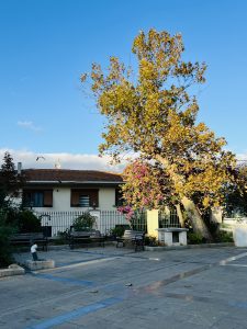 A large tree with yellow and pink leaves next to a building on a sunny day.

#SummerPhotoContest