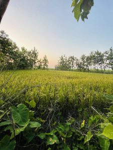 Lush green rice paddy field surrounded by trees under a clear blue sky at sunrise or sunset.
