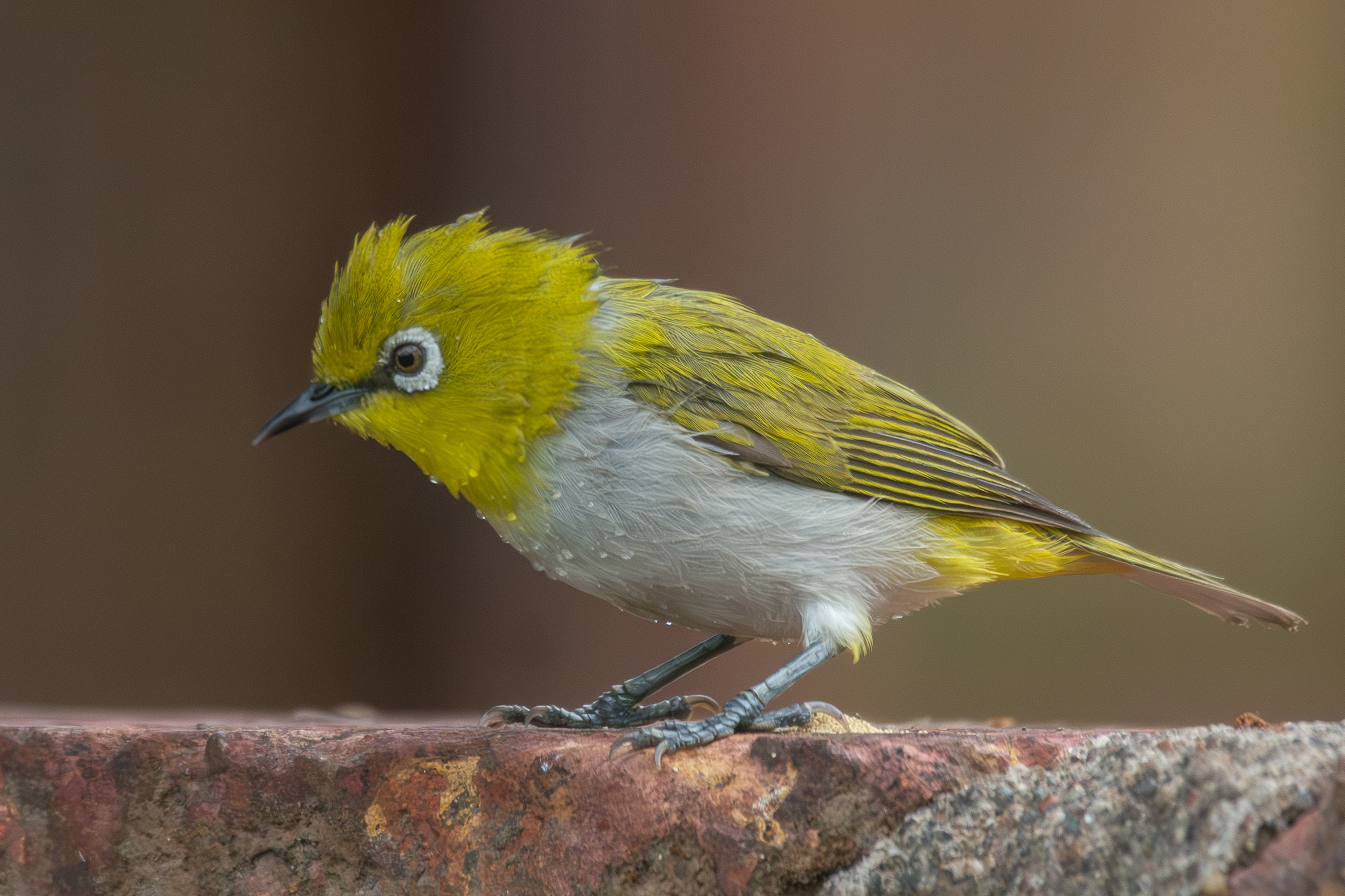 Oriental White Eye Bird seating on a stone after the bath.