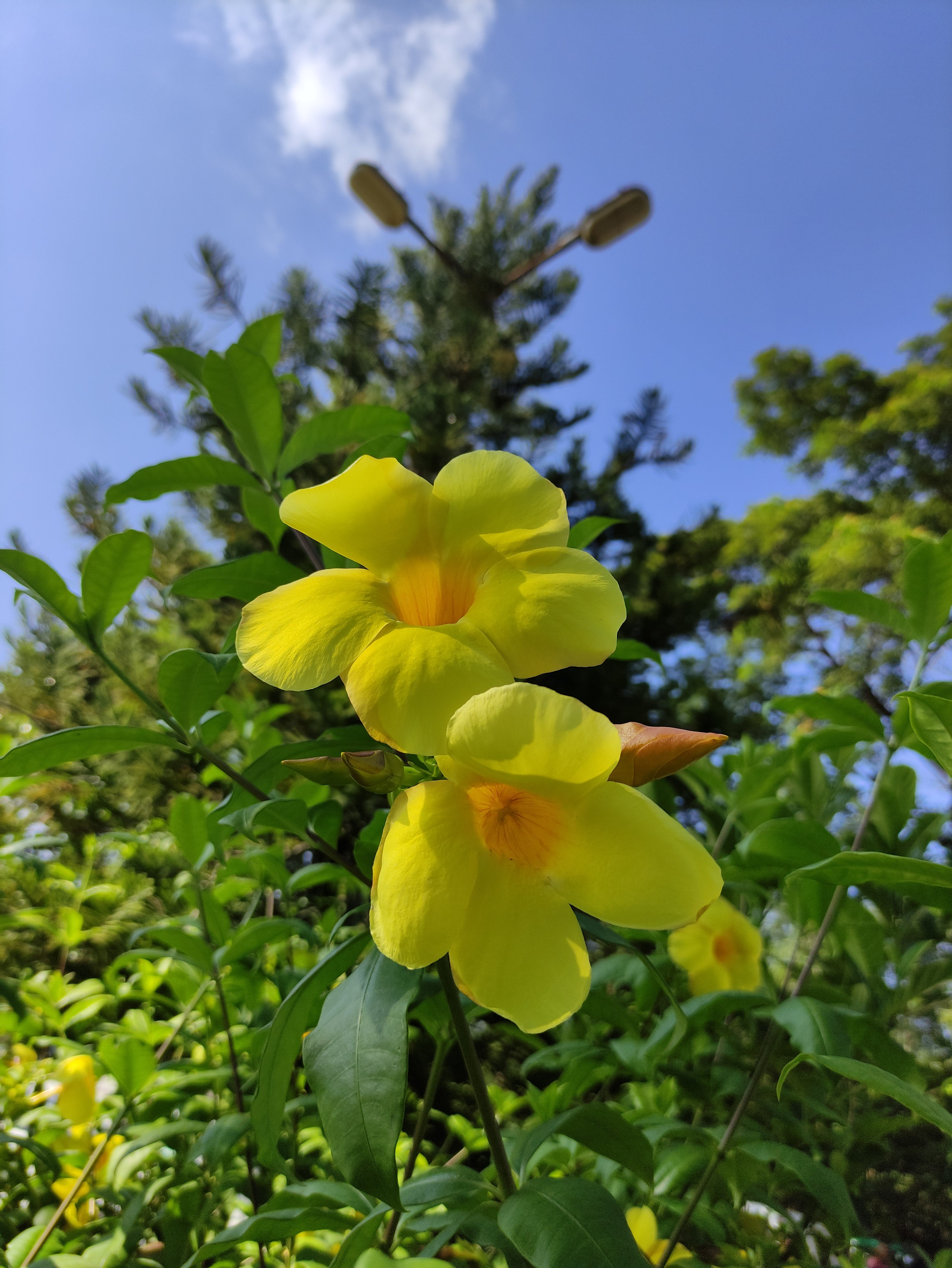 Close-up of two vibrant yellow flowers in full bloom, surrounded by green leaves, with a clear blue sky and distant trees in the background.
