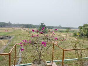 A potted bougainvillea tree with vibrant pink flowers is positioned near a railing, overlooking a vast landscape of rice fields
