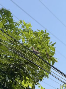 

A dove bird perched on electrical wires among lush green leaves with a clear blue sky in the background.