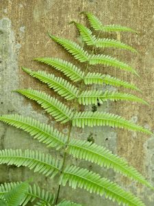 A fresh green fern frond spreads gracefully against an aged, textured wall. Captured in Puttekadavu, Perumanna, Kozhikode.