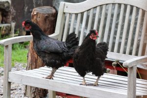 Two black chickens standing on a wooden garden bench.
