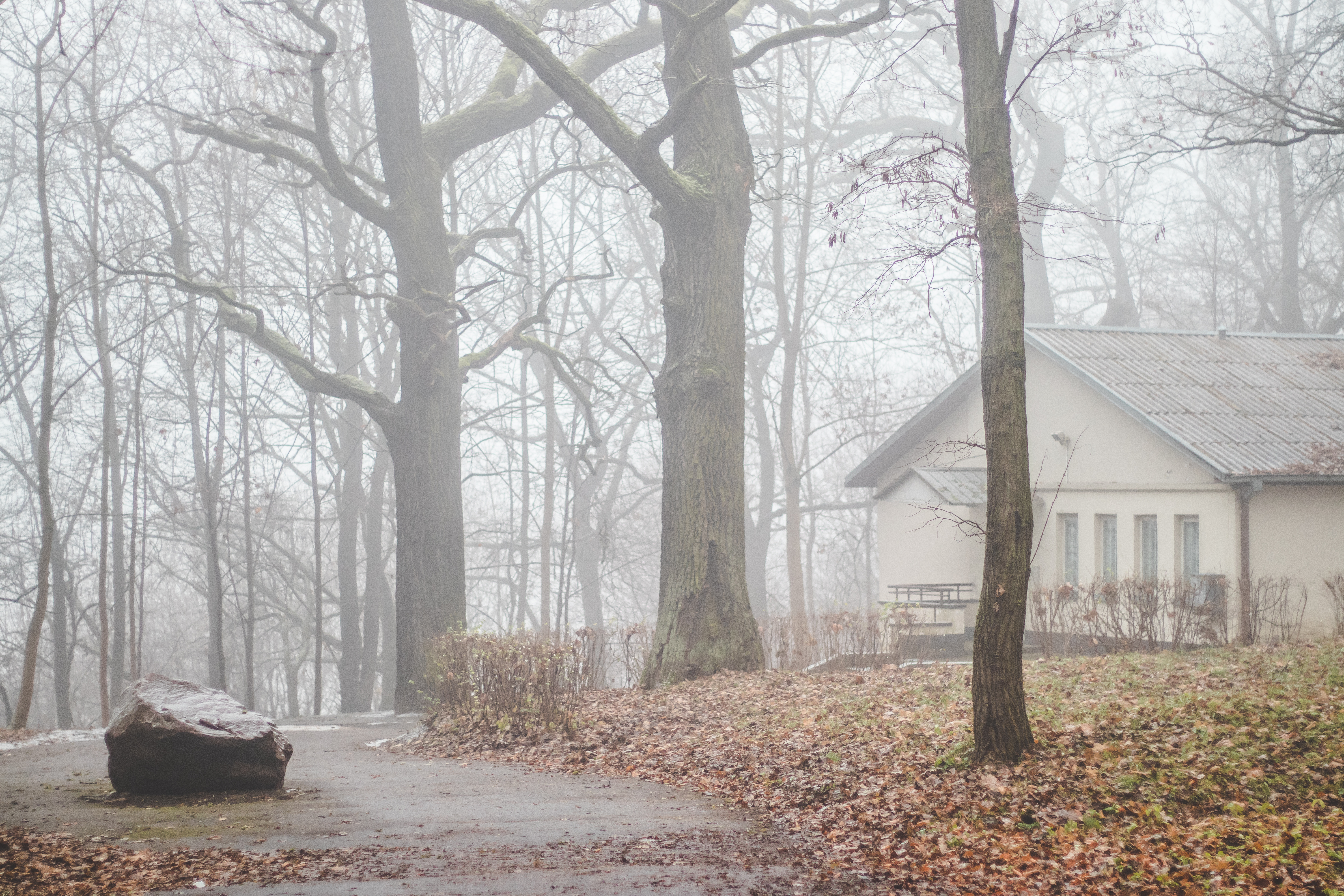 Small house with a metal roof in a misty park, surrounded by bare trees and fallen autumn leaves, with a large rock on a wet pathway in the foreground.