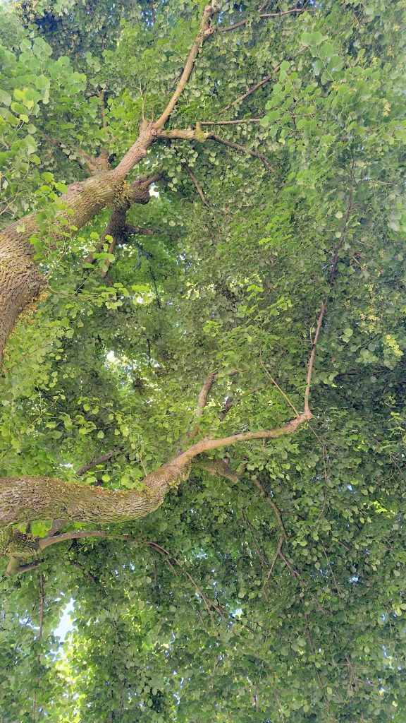 A canopy of lush green leaves and branches viewed from below, with sunlight filtering through the foliage.