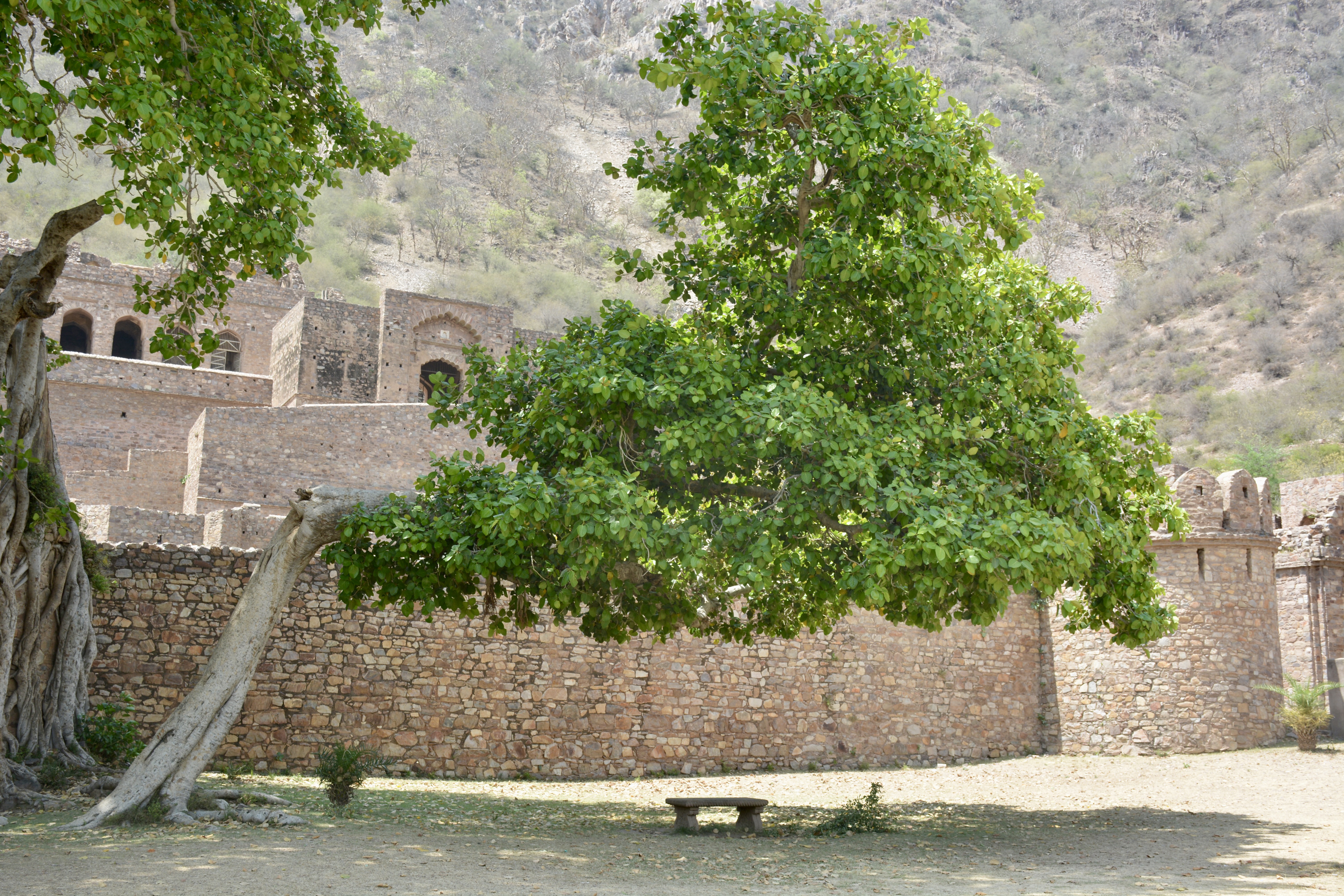 A large green Ficus benghalensis tree spreads its shade over a stone bench, standing against the historic walls of Bhangarh Fort with the rocky hillside in the backdrop.