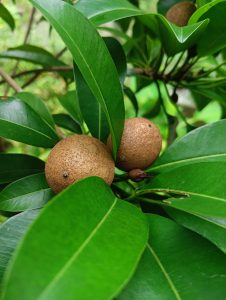 Close-up of green leaves surrounding two round, brown fruits on a tree.