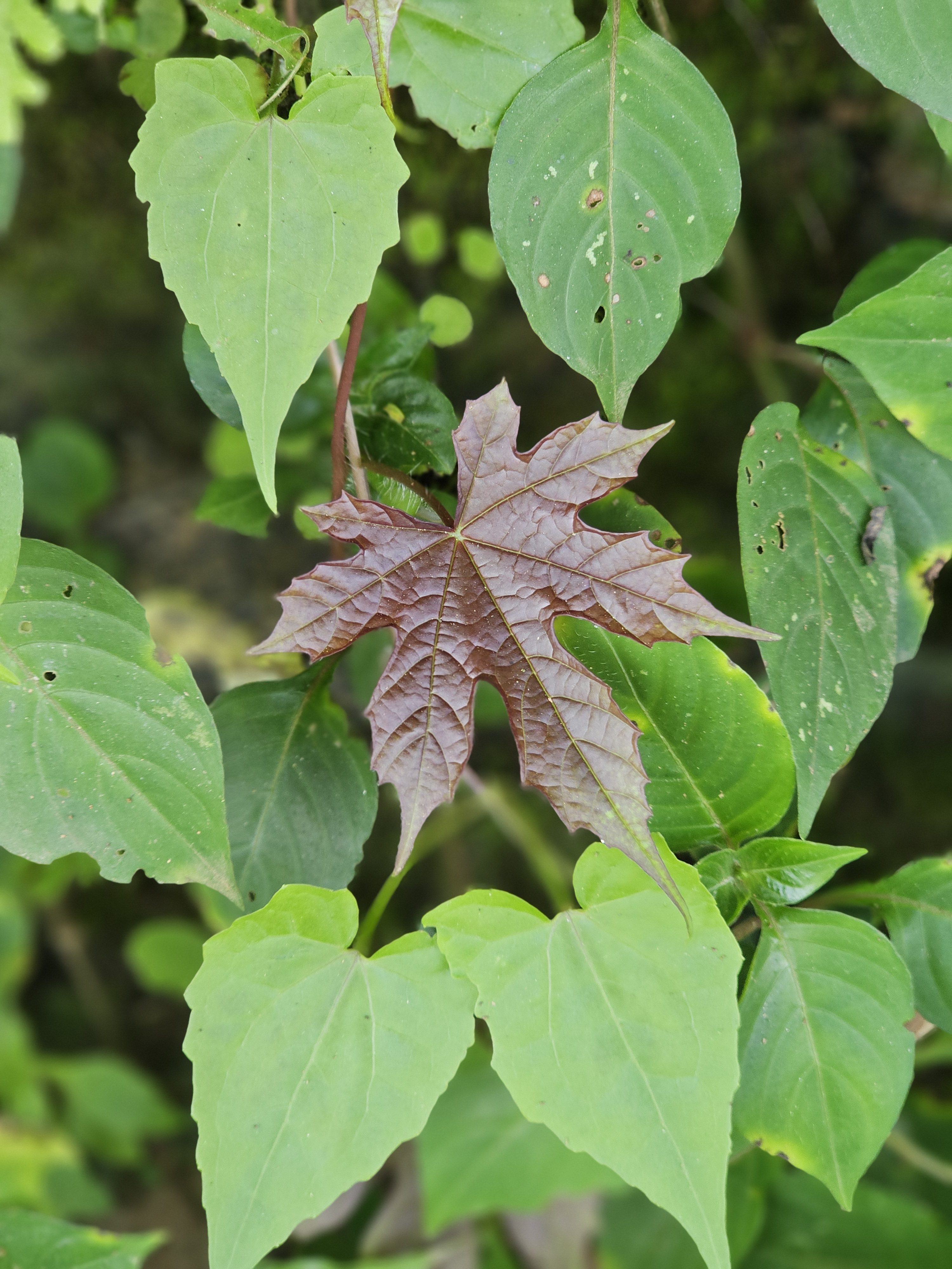 A striking contrast of a reddish maple-shaped leaf among bright green heart-shaped leaves, highlighting the beauty of nature’s color diversity. Captured in Puttekadavu, Perumanna, Kozhikode.