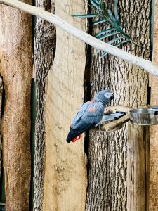 A grey parrot with a red tail, known as an African Grey, perched next to its food bowl.