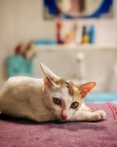 A white cat with orange and brown patches is lying on a purple surface, looking curiously at the camera. The background features blurred objects, including a mirror and various colored bottles.