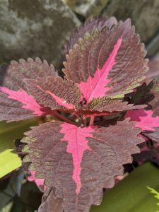 A vibrant Coleus plant with pink and deep red leaves.