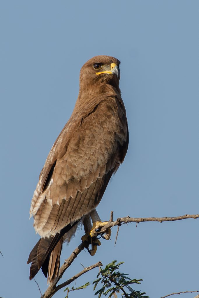 An Indian Spotted Eagle on a thorny branch, with warm brown plumage, a yellow cere, and a short gape ending at the eye against a clear blue sky.