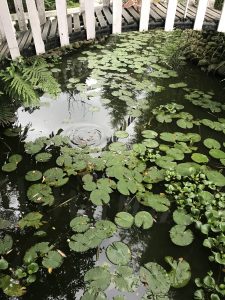 A pond filled with lily pads and other green plants is surrounded by a white wooden fence. 