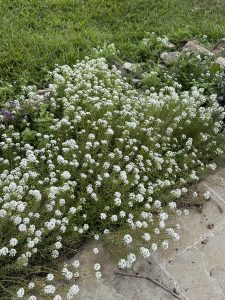 A cluster of small white flowers growing beside a stone walkway, with green grass and rocks in the background.