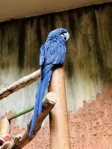 A large blue macaw parrot perched on a branch.

