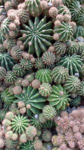 A vertical close-up shot of a dense arrangement of various green, spiky cacti with prominent ribs and different sizes.
