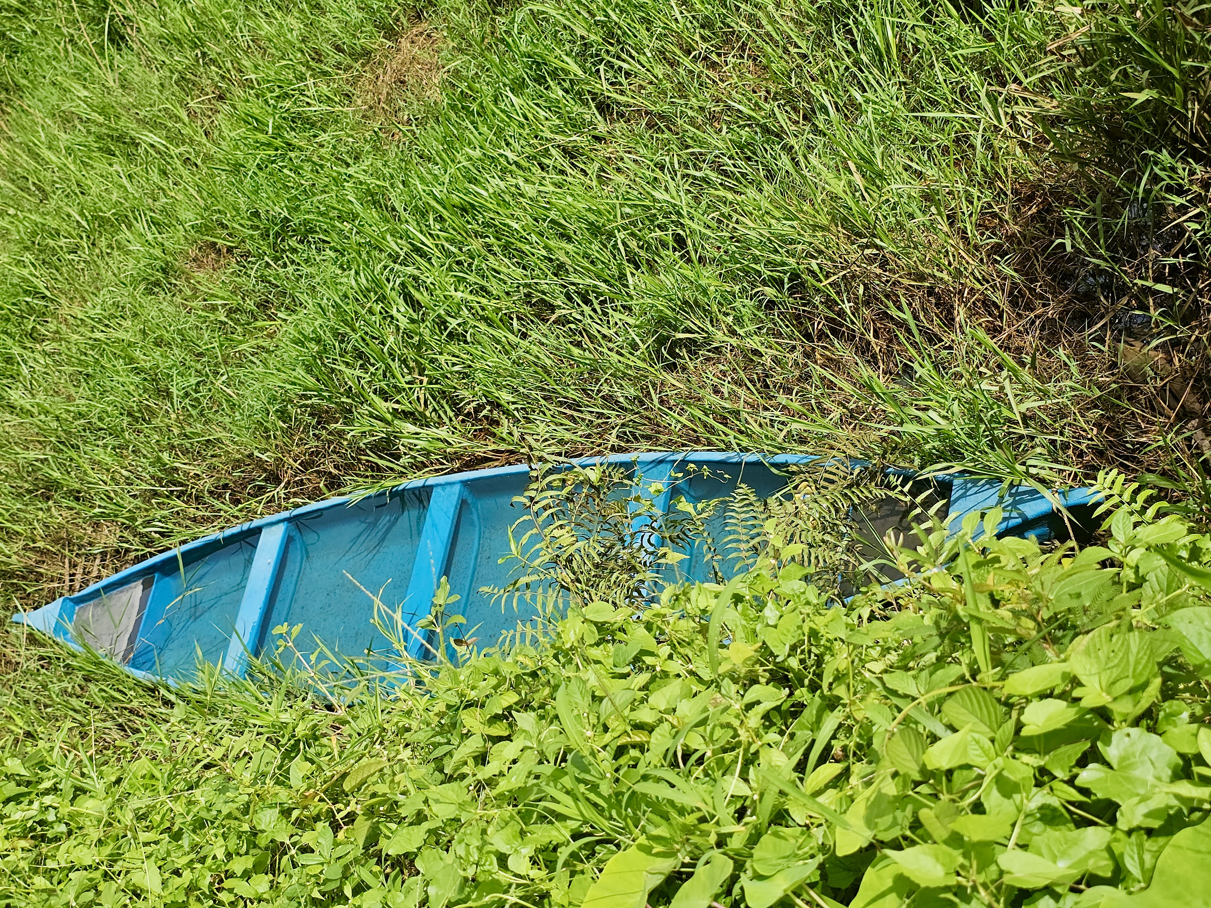 A faded blue boat, half-buried in grass, blends into the vibrant green wetland. Captured in Ayamkulam, Mavoor, Kozhikode.