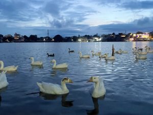 A serene evening scene of a body of water with several white ducks swimming. The water is calm and reflects the soft twilight sky, with a few clouds visible. In the background, there are buildings illuminated by faint lights, adding a warm ambiance to the setting.
