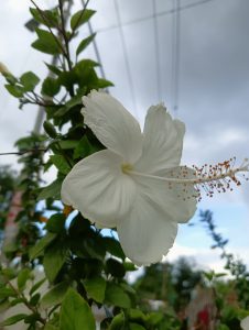 A close-up of a white hibiscus flower with delicate petals, surrounded by green leaves.

