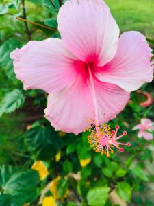 A close-up of a pink hibiscus flower with slightly lighter pink petals and a vibrant red center.