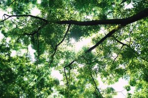 Bright summer foliage with rays of sunlight shining through the dense treetop, creating a peaceful forest atmosphere.