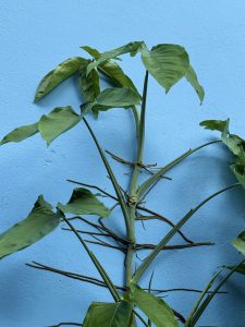A green plant with large leaves is growing against a textured blue wall. The plant’s stems and leaves are vividly contrasted against the bright background
