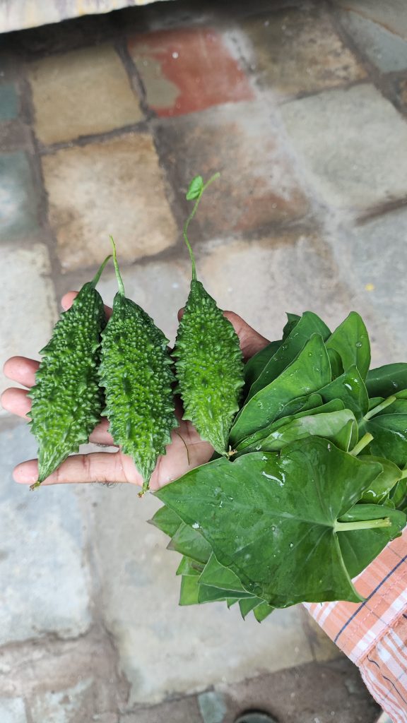 Green leaves and green bitter gourd or karela in a hand captured near dholera, karanavati, Gujarat, bharat