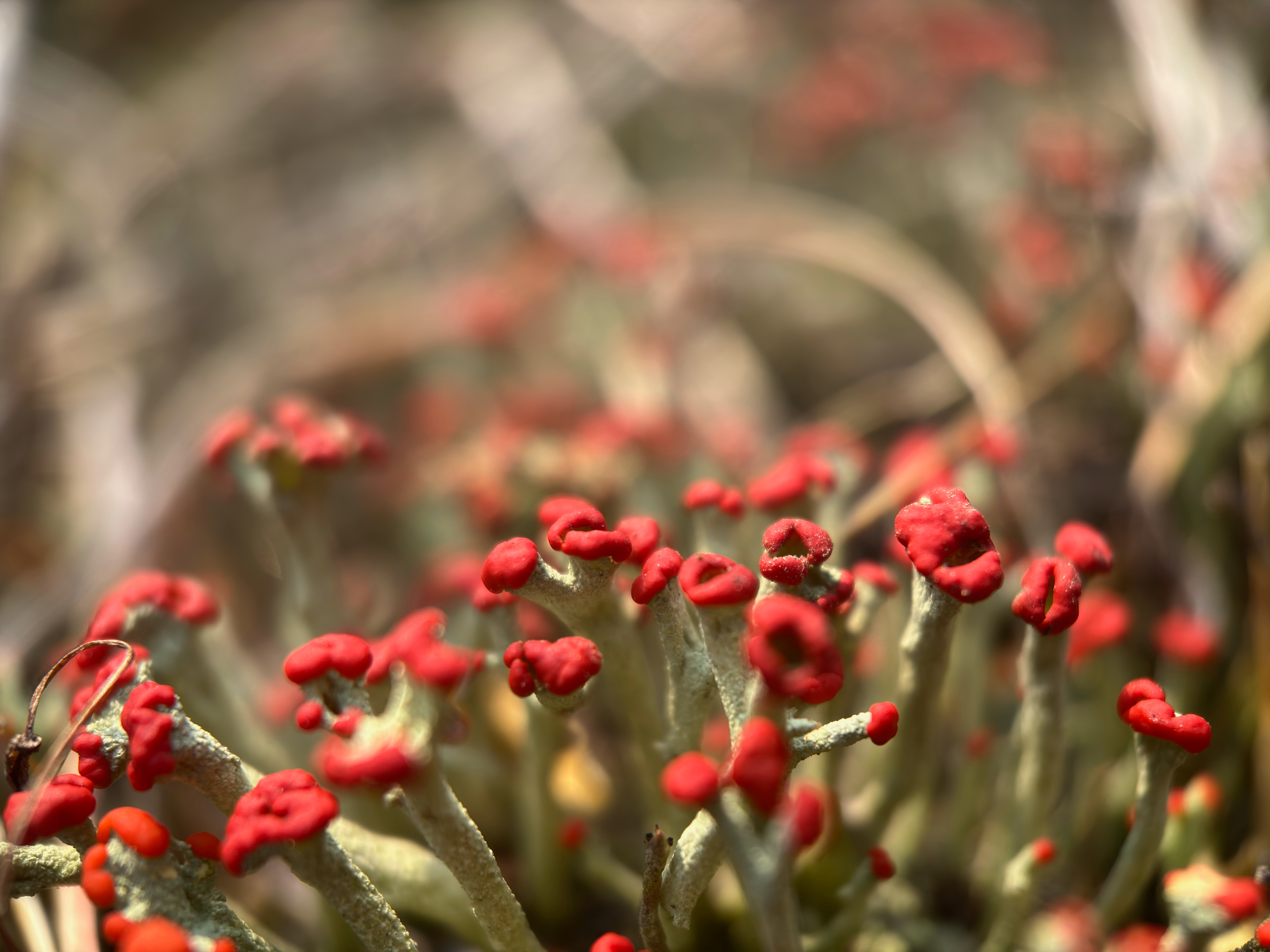 Closeup of green lichen with red tips.