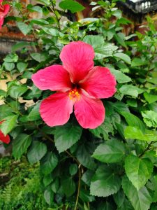 

A bright pink hibiscus flower in full bloom surrounded by lush green leaves