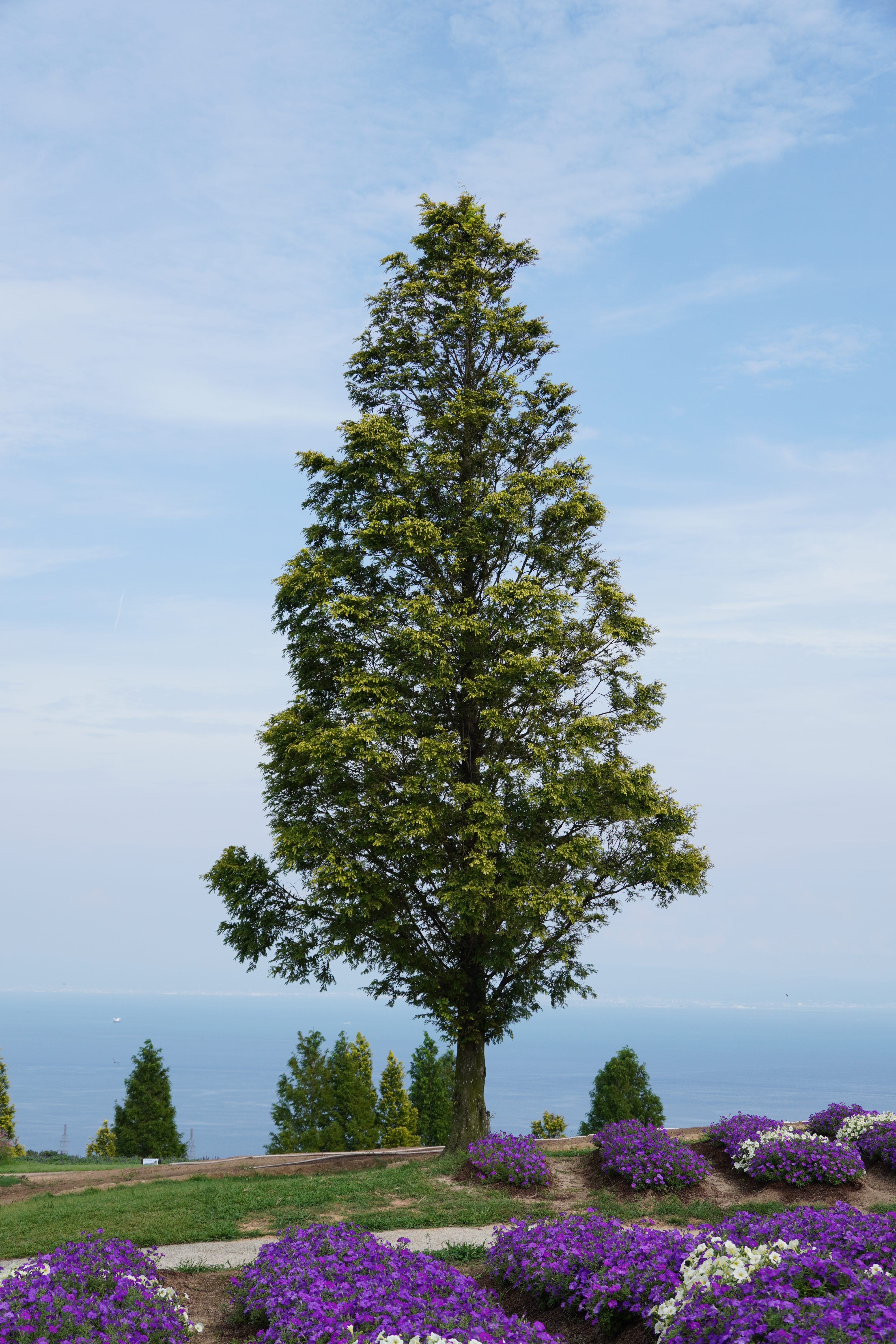 A tall green tree standing against a clear blue sky, with clusters of vibrant purple and white flowers in the foreground.