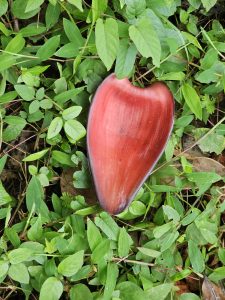 A bright red banana blossom (banana flower) lies on a bed of fresh green groundcover leaves. Captured in Puttekadavu, Perumanna, Kozhikode.