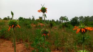 Flowers in a farmland