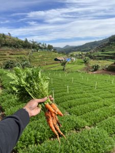 A hand holds a bunch of freshly harvested carrots, showcasing their vibrant orange color and leafy green tops. In the background, a lush, green agricultural field stretches out