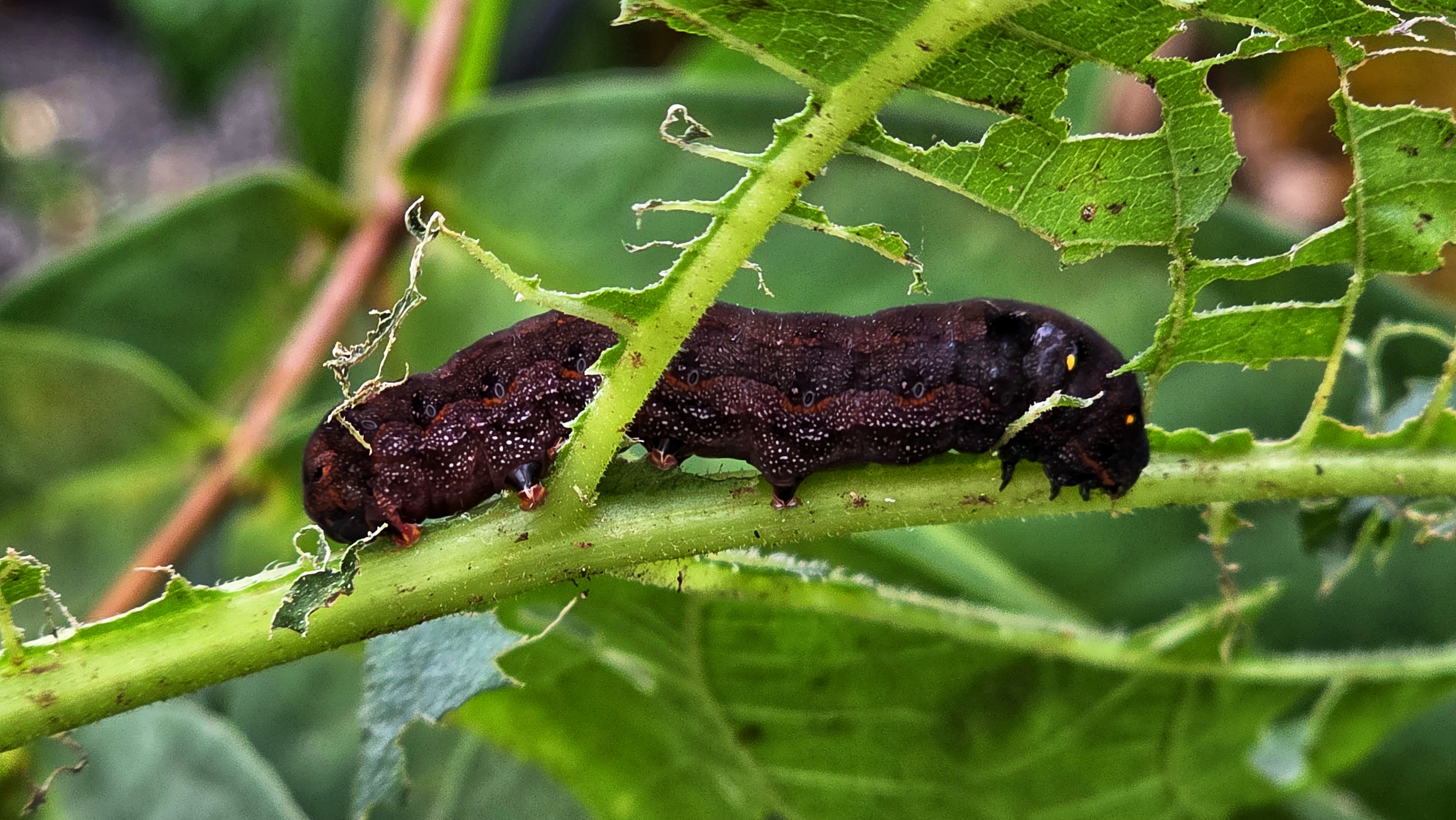 A dark-colored caterpillar, is seen resting on a green leaf with visible bite marks and holes, indicating it has been feeding on the plant.