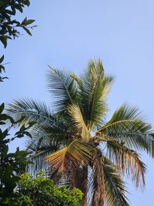 A green coconut tree bearing ripe coconuts against a clear blue sky, framed by surrounding leafy branches
