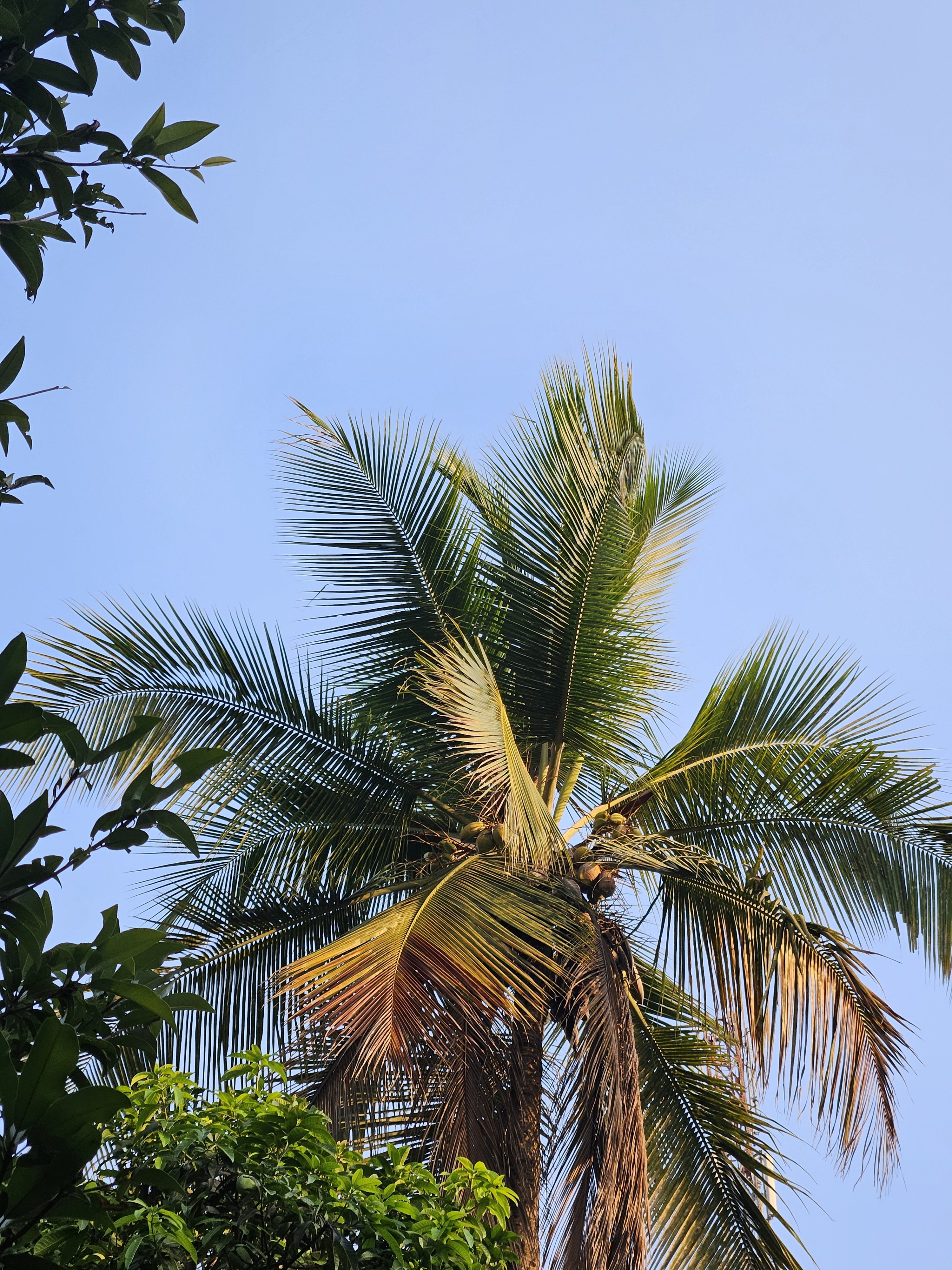 A green coconut tree bearing ripe coconuts against a clear blue sky, framed by surrounding leafy branches