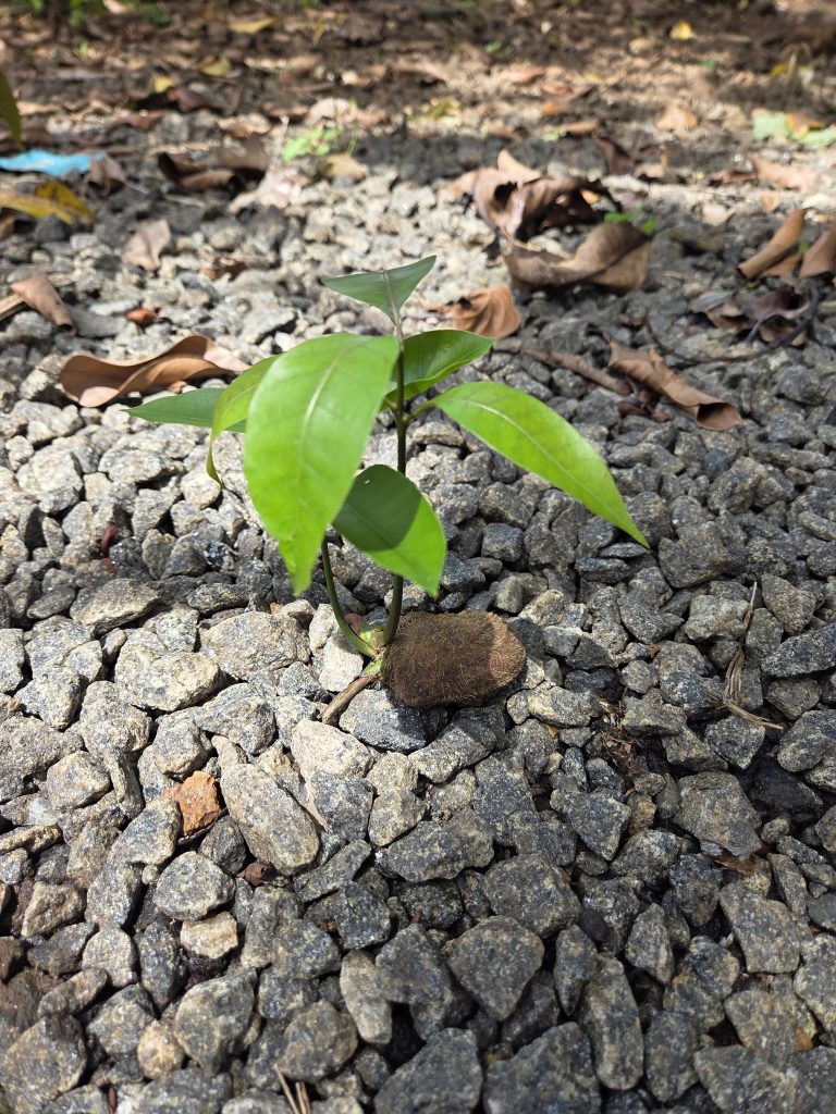 A small mango plant with four broad leaves grows from a brown base among gray pebbles, with sunlight and dried leaves in the background.