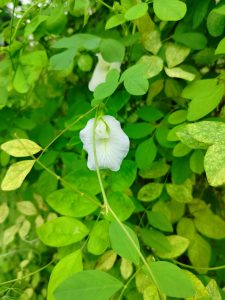 A cluster of green leaves with varying shades, prominently featuring a single white flower amidst the foliage.
