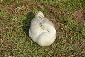 A white duck rests quietly with its head tucked under its wing on the green grass at Raj Ghat, Delhi. The relaxed pose and smooth feathers capture a calm and peaceful moment in nature. 
