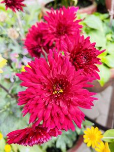 A close-up view of vibrant pink flowers with numerous petals, showcasing their intricate texture and rich color.