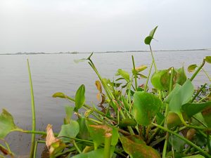 A tranquil view of a calm body of water with lush green water hyacinths in the foreground. The plants feature broad leaves, some with brown edges, and rise from the water's surface.