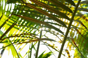 Sunlight filtering through lush green palm leaves, creating a tropical and vibrant natural pattern. Perfect for themes of summer, nature, vacation, or botanical backgrounds.