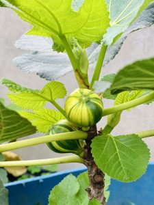 A close-up of a fig tree branch featuring two unripe figs surrounded by vibrant green leaves.
