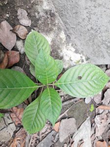 A top-down view of a green plant with several large, glossy leaves arranged in a rosette pattern. The leaves have prominent veins and exhibit varying shades of green. Surrounding the plant are dried leaves and small stones on a dirt surface, indicating a natural, outdoor setting.