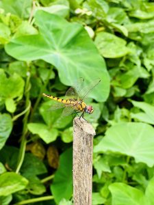 A yellow and black dragonfly with large red eyes perched on a wooden stick among green leaves.

