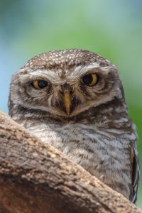 A close-up photograph of a Spotted Owlet perched on a branch, showcasing its round head and large, bright yellow eyes.
