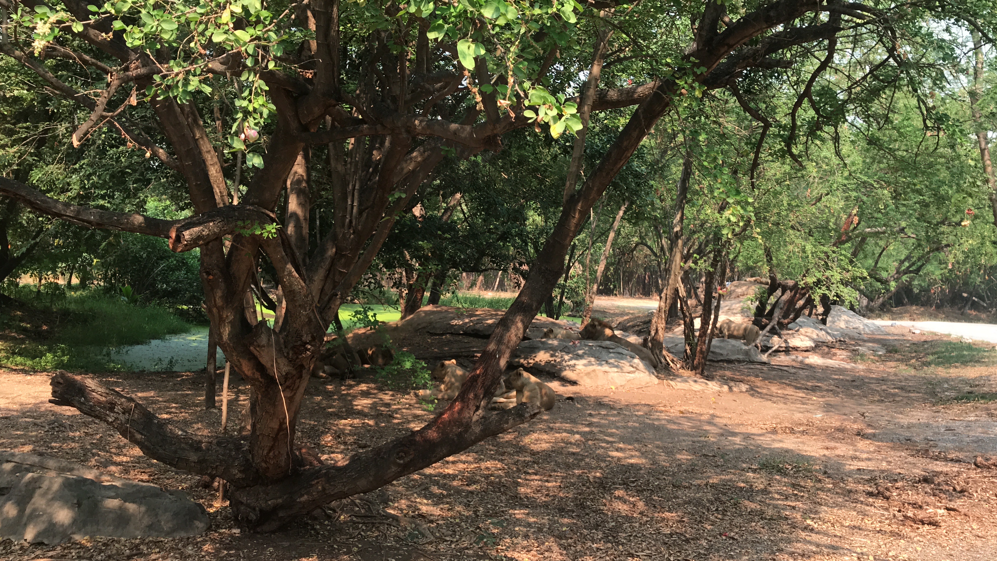 A path in a wooded area with trees and large rocks, with a stream visible in the distance.
