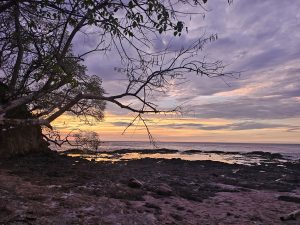 A tranquil beach scene at sunset, featuring the silhouette of a tree with sparse branches and some leaves.
